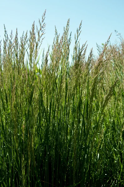 stock image Ornament grass