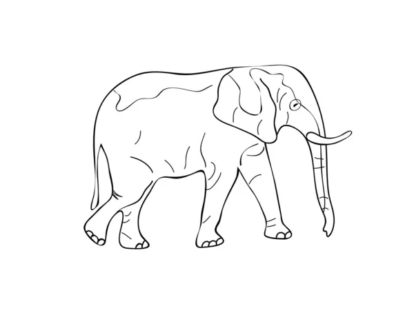 코끼리 스케치 — 스톡 벡터