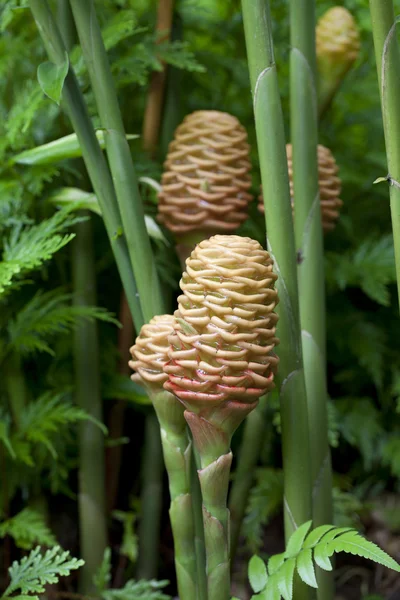 Yellow Beehive ginger plants with green stalks — Stock Photo, Image