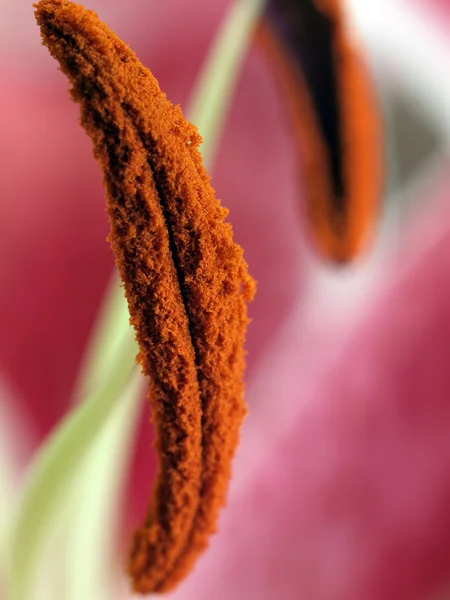 Primo piano di polline coperto parte di fiore — Foto Stock