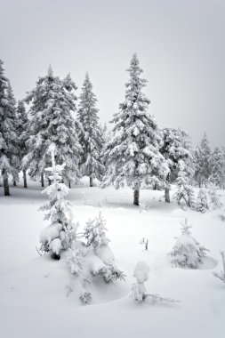 Winter forest in taiga.National park Taganay.Ural. clipart