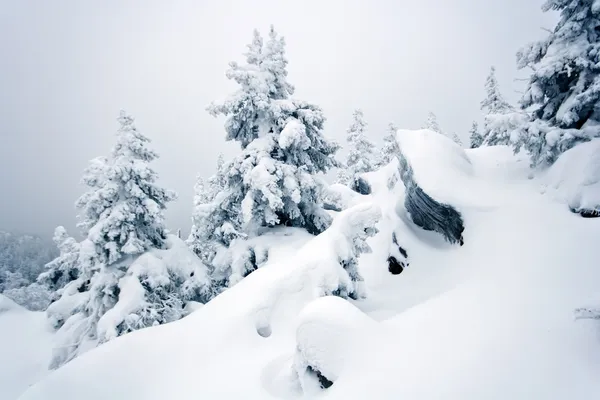 Pokryte śniegiem skał i drzew w ural. Siberia.Taiga. — Zdjęcie stockowe