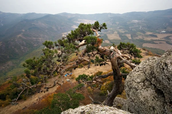 FIR tree på rock mot Krim mountains.high vaggar sluttar. — Stockfoto