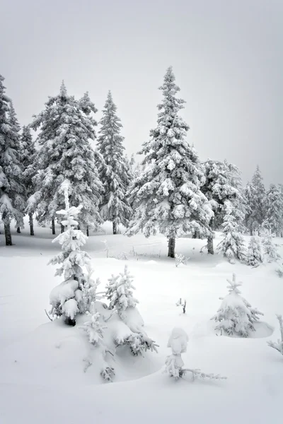 Vintern skog i taiga.national park taganay.ural. Stockbild