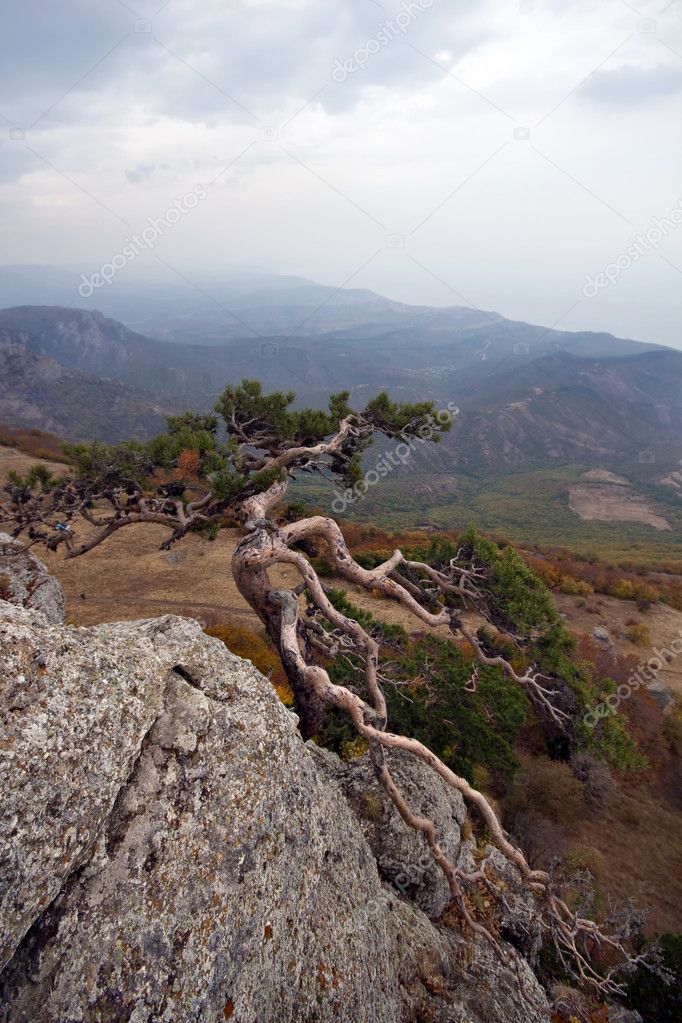 Fir tree at the rock against Crimea mountains.High rock slope.