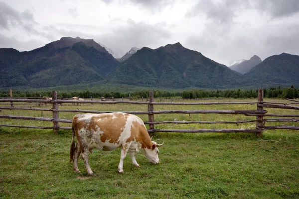 Vaca nova no prado contra uma cerca. Montanhas Sayan. Sibéria . — Fotografia de Stock
