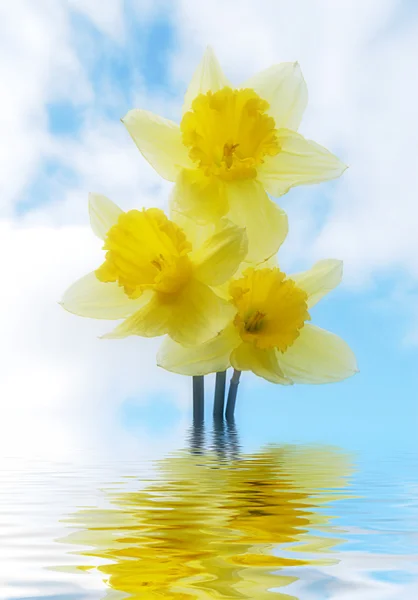 Narcisos inundados — Fotografia de Stock