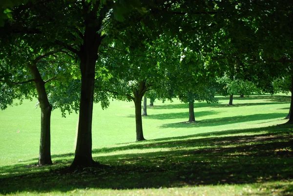 Group of trees — Stock Photo, Image
