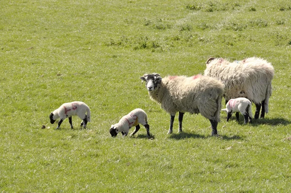 Lambs and sheep in field — Stock Photo, Image