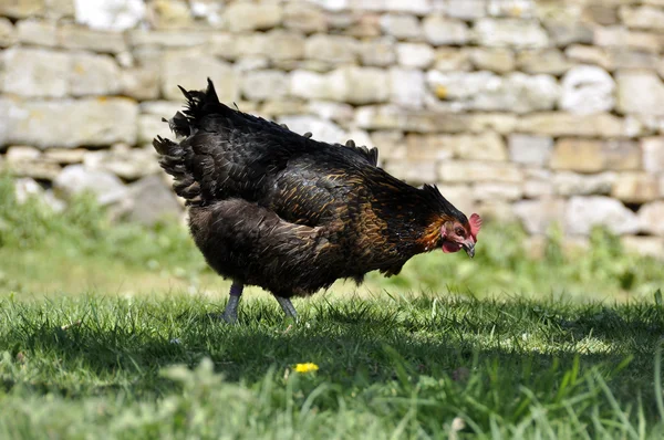 Hnědé kuře v trávě — Stock fotografie