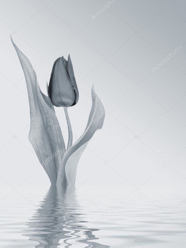 Tulip with water effect
