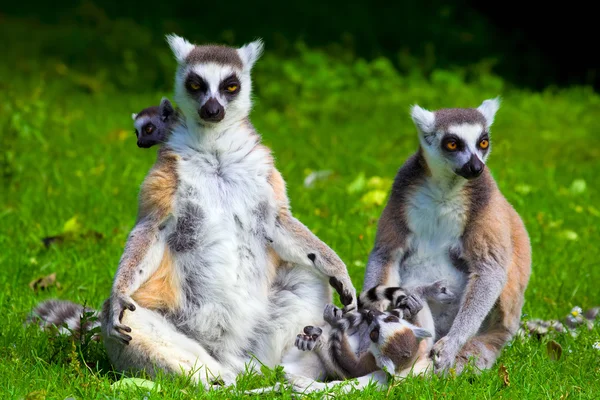 Lemur Catta Family — Stock Photo, Image