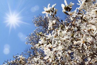 Flowering white magnolia clipart