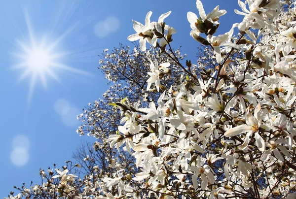 Flowering white magnolia — Stock Photo, Image