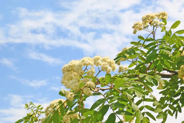Branch of flowering wild ash — Stock Photo, Image