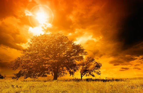 Samotne drzewo przeciw błękitne niebo na zachodzie słońca. — Zdjęcie stockowe