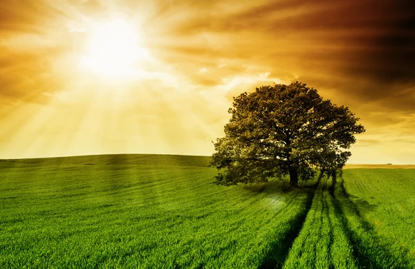 Árvore solitária contra um céu azul ao pôr do sol . — Fotografia de Stock
