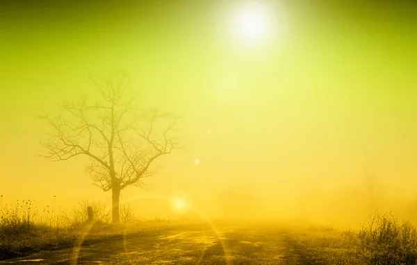Туманный восход солнца с одиноким деревом в тумане — стоковое фото
