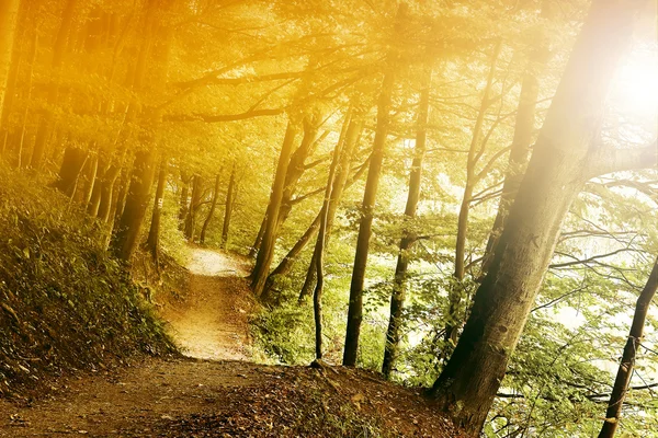 Lumina soarelui în pădure — Fotografie, imagine de stoc