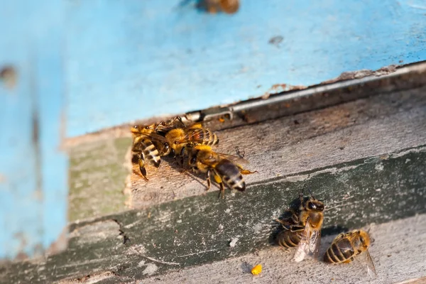 Gruppe von Honigbienen fliegt in einen Bienenstock — Stockfoto