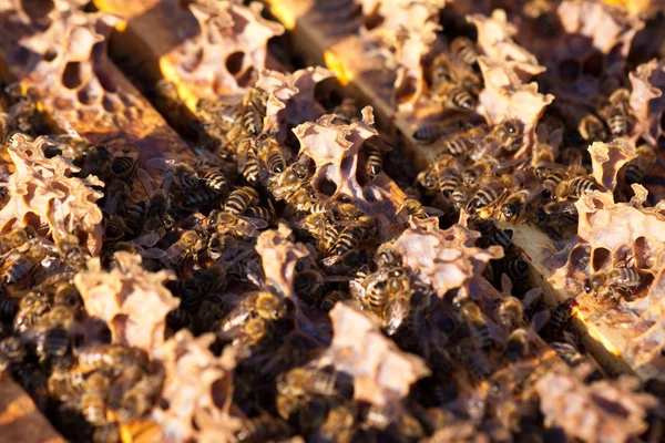 Little bees in early spring time — Stock Photo, Image