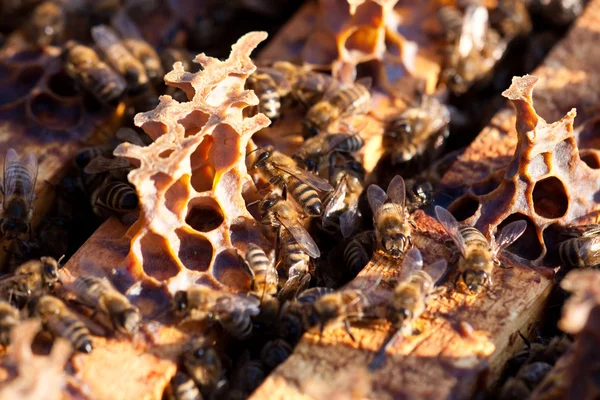 Małe pszczółki wczesną wiosną — Zdjęcie stockowe