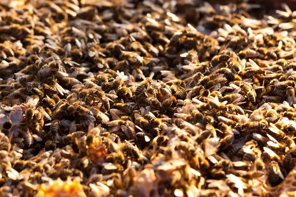 stock image Little bees in early spring time