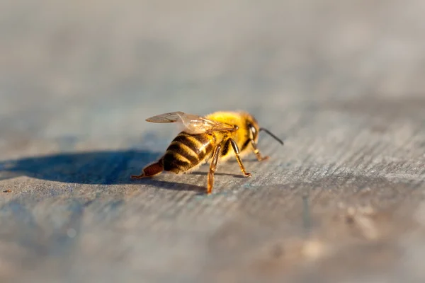 早春时期的小蜜蜂 — 图库照片