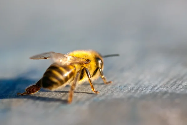 春の初めに小さな蜂が — ストック写真