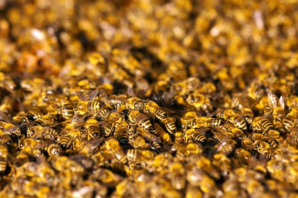 Little bees in early spring time — Stock Photo, Image
