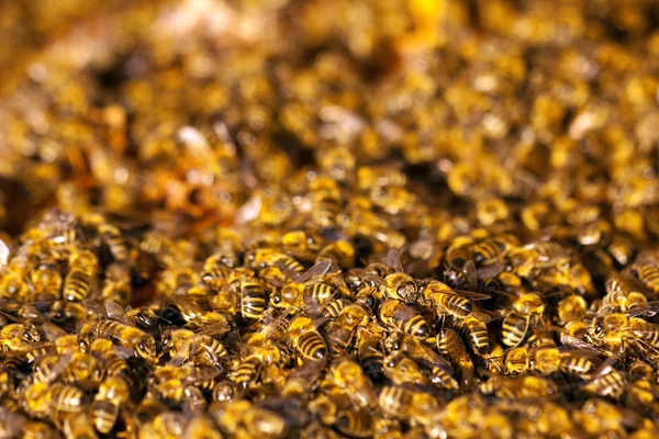 Bienchen im Vorfrühling — Stockfoto