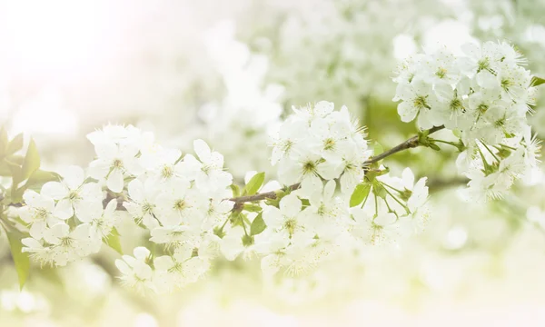 Florecimiento de primavera —  Fotos de Stock