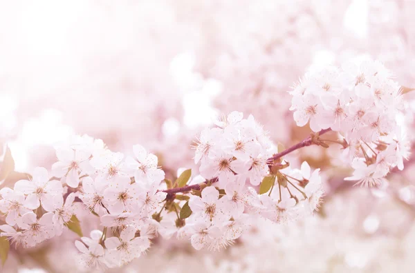 Весна квітуча — стокове фото