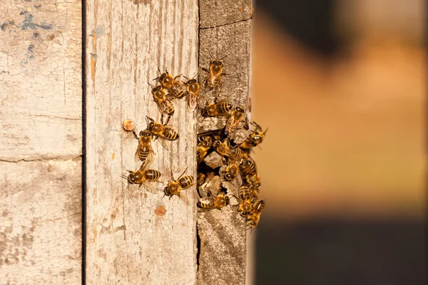 Małe pszczółki wczesną wiosną — Zdjęcie stockowe
