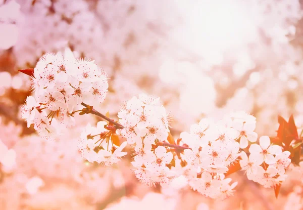 피는 봄 — 스톡 사진