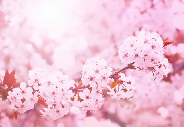 Spring blooming — Stock Photo, Image