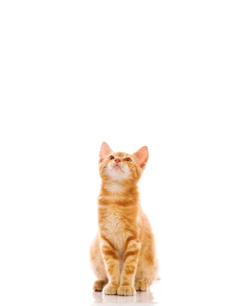 Petit chat rouge — Photo