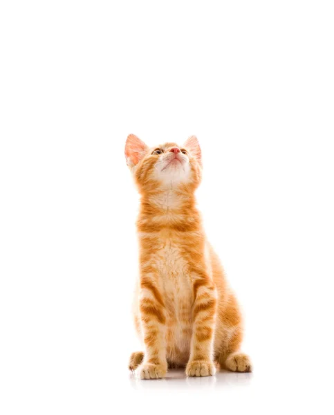 Kırmızı küçük kedi — Stok fotoğraf