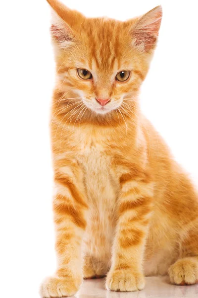 Czerwony mały kot — Zdjęcie stockowe