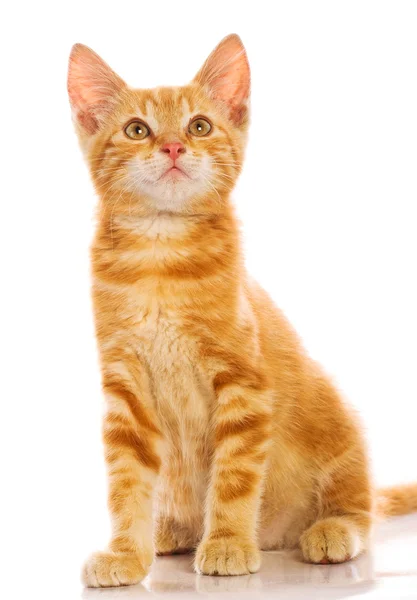 Gattino rosso — Foto Stock