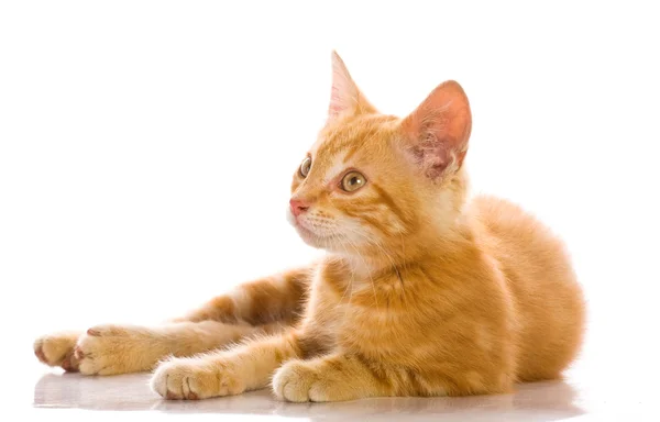 Röd liten katt — Stockfoto