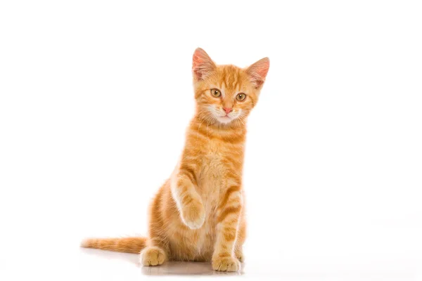 Rode weinig kat — Stockfoto