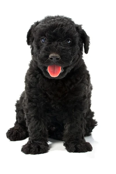 stock image Little hungarian Puli Dog