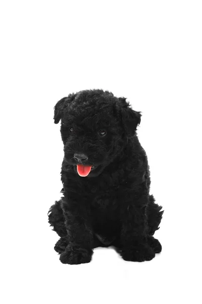 stock image Little hungarian Puli Dog