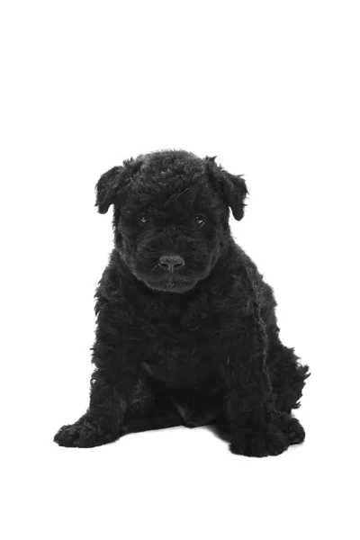 Pequeno cão húngaro Puli — Fotografia de Stock