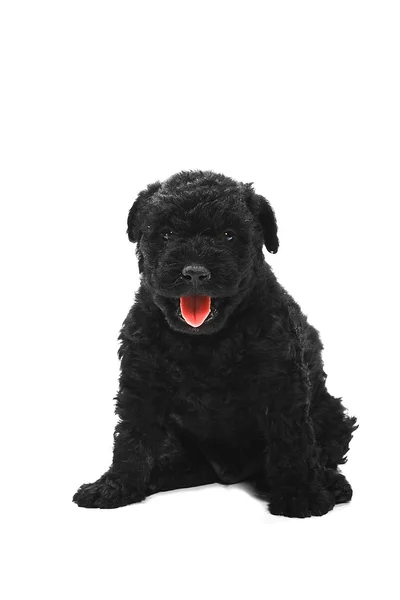 stock image Little hungarian Puli Dog