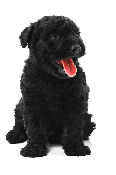 stock image Little hungarian Puli Dog