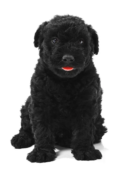 stock image Little hungarian Puli Dog