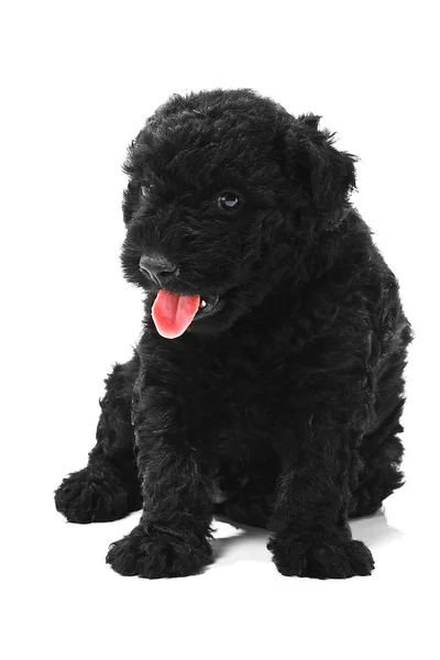 stock image Little hungarian Puli Dog