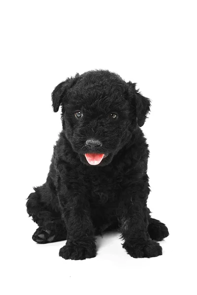 Pequeno cão húngaro Puli — Fotografia de Stock